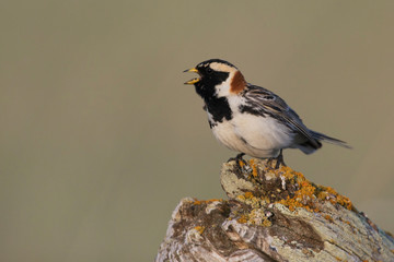 Lapland longspur singing