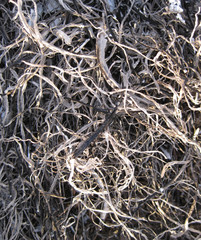 Background from the ashes of the burnt grass