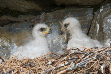 Golden eagle chicks © Ken Archer/Danita Delimont