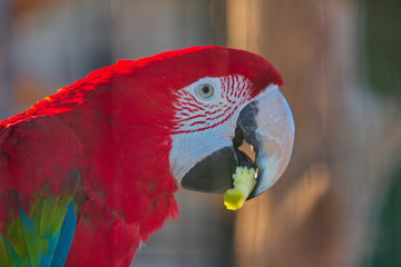Parrot