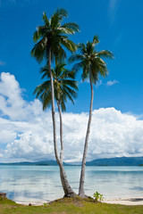 Lonely palm tree in the Marovo Lagoon, Solomon Islands, Pacific