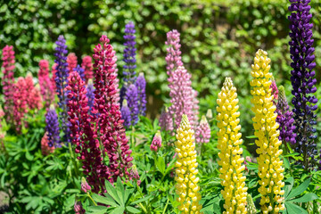 Colorful Lupines, USA