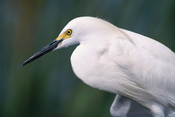 Snowy Egret, Egretta thula,adult, Lake Corpus Christi, Texas, USA, May