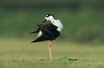 Black-necked Stilt, Himantopus mexicanus,adult preening, Lake Corpus Christi, Texas, USA, May