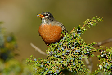 American Robin, Turdus migratorius, male eating juniper tree berries,Yellowstone NP,Wyoming, September