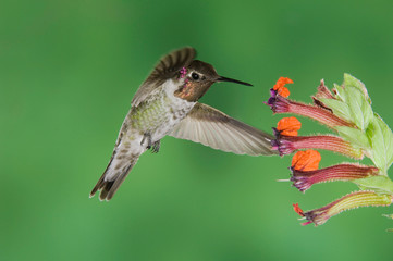 Anna's Hummingbird, Calypte anna, male in flight feeding on flower,Tucson, Arizona, USA, September