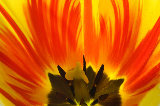 Detail Of Rembrandt Tulip Flower. 