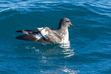 Cape Petrel