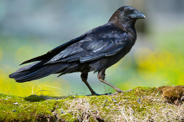 The American crow (Corvus brachyrhynchos) is a large passerine bird species of the family Corvidae....