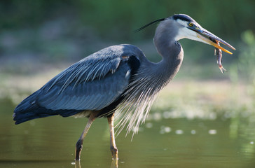 Great Blue Heron, Ardea herodias,adult in pond with catfish, Starr County, Rio Grande Valley, Texas, USA, May