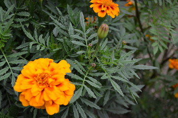 yellow flowers in the garden