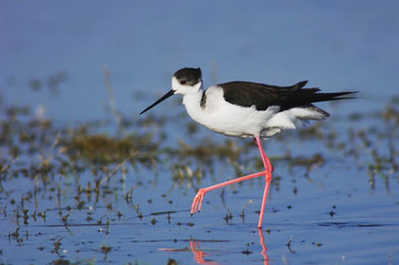 Black-winged Stilt, Himantopus himantopus, adult walking, National Park Lake Neusiedl, Burgenland, Austria, April