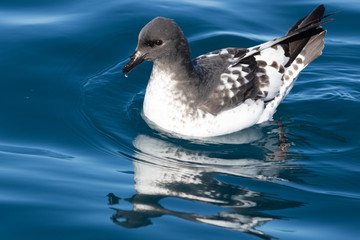Cape Petrel