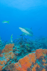 Fototapeta na wymiar Caribbean Reef Sharks (Carcharhinus perezi) Northern Bahamas 