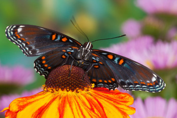Red Spotted Purple Butterfly, Limenitis astyanax