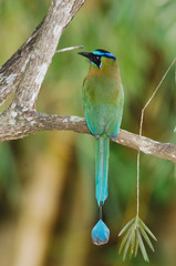 Blue-crowned Motmot, Momotus momota, adult perched, Central Valley, Costa Rica, Central America, December