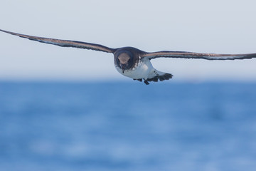 Cape Petrel