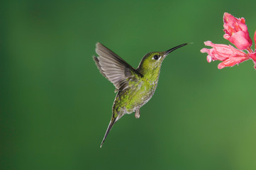 Green-crowned Brilliant, Heliodoxa jacula, Female in flight feeding on Shrimp plant(Acanthaceae), Central Valley, Costa Rica, Central America, December
