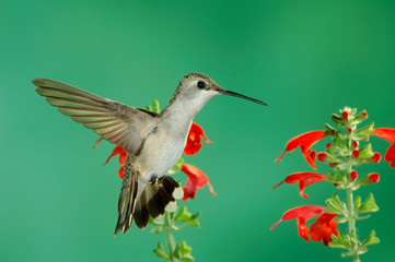 Black-chinned Hummingbird, Archilochus alexandri, female in flight feeding on Sage, Madera Canyon, Arizona, USA, May