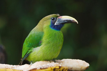 Emerald Toucanet, Aulachorynchus prasinus, adult perched, Central Valley, Costa Rica, Central America, December