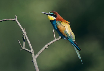 European Bee-eater, Merops apiaster, adult, Scrivia River, Italy, May
