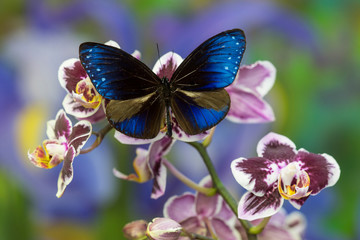 Blue Crow Butterfly, Euphoea mulciber subvisaya