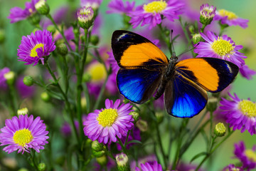 Brush-footed Butterfly, Callithea davisi on orchard