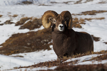 Rocky Mountain Bighorn Sheep Ram