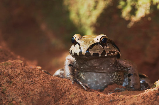 Smoky Jungle Frog, Leptodactylus pentadactylus, adult in front of burrow, Manuel Antonio National Park, Central Pacific Coast, Costa Rica, Central America, December