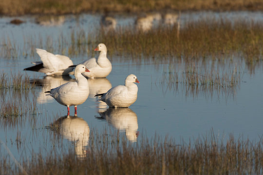 Ross's geese