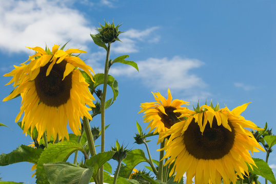 Cheerful Yellow Giant Sunflowers Against Bright Sky