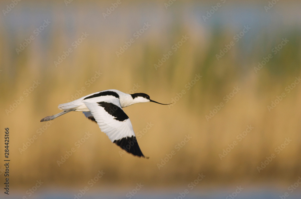 Wall mural pied avocet, recurvirostra avosetta, adult in flight, national park lake neusiedl, burgenland, austr