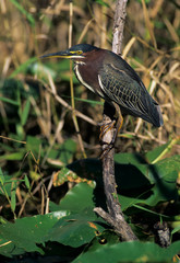 Green Heron, Butorides virescens,adult, Everglades National Park, Florida, USA, Dezember