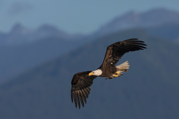 Bald eagle flying