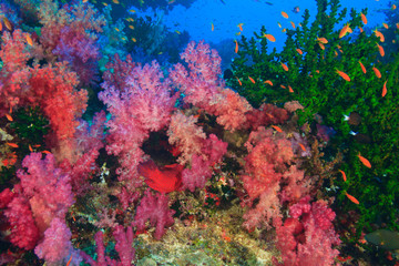 Fototapeta na wymiar schooling Fairy Basslets (Pseudanthias squamipinnis) near Soft Corals (Dendronepthya sp.), Vibrant & Colorful, healthy Coral Reef, Bligh Water, Viti Levu, Fiji, South Pacific