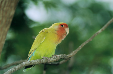 Peach-faced Lovebird, Agapornis roseicollis, adult, South Padre Island, Texas, USA, May