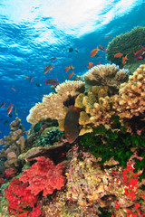 schooling Fairy Basslets (Pseudanthias squamipinnis) near Soft Corals (Dendronepthya sp.), Vibrant & Colorful, healthy Coral Reef, Bligh Water, Viti Levu, Fiji, South Pacific
