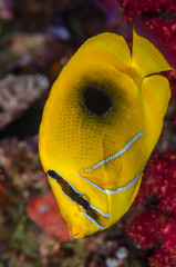 Fiji. Close-up of eclipse butterflyfish. Credit as: Jones & Shimlock / Jaynes Gallery /...