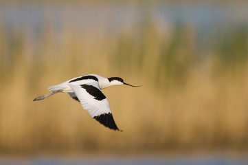 Pied Avocet, Recurvirostra avosetta, adult in flight, National Park Lake Neusiedl, Burgenland, Austria, April