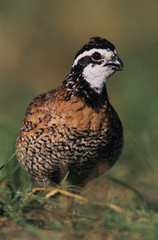 Northern Bobwhite, Colinus virginianus, male, Lake Corpus Christi, Texas, USA, May