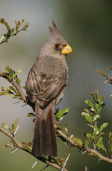 Pyrrhuloxia, Cardinalis sinuatus, female, Starr County, Rio Grande Valley, Texas, USA, May
