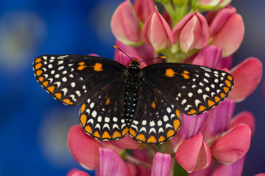 Colorful Baltimore Checkered Spot Butterfly, Euphydryas phaeton