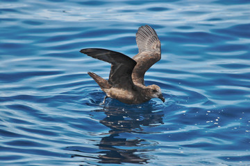 Great Winged Petrel