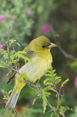Scarlet Tanager, Piranga olivacea,female on Mesquite tree, South Padre Island, Texas, USA, May
