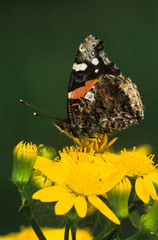Red Admiral, Vanessa atalanta, adult on Texas Squaw Weed (Senecio ampullaceus), Willacy County, Rio Grande Valley, Texas, USA, May