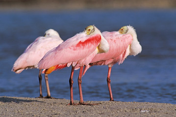 Fototapeta premium Roseate Spoonbill, Ajaia ajaja,adults resting, Sanibel Island, Florida, USA, Dezember