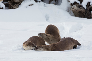 River otters resting on the rivers edge