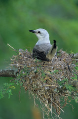 Scissor-tailed Flycatcher, Tyrannus forficatus,adult on nest, Welder Wildlife Refuge, Sinton, Texas, USA, June