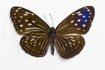 Striped Blue Crow Butterfly female, Euploea mulciber basilissa comparing the top and bottom wings