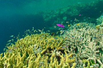 Fototapeta na wymiar Fairy Basslets (Pseudanthias sp.) hiding in Acropora coral, Milne Bay, Papua New Guinea